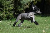 CHIEN NU CHINOIS 029